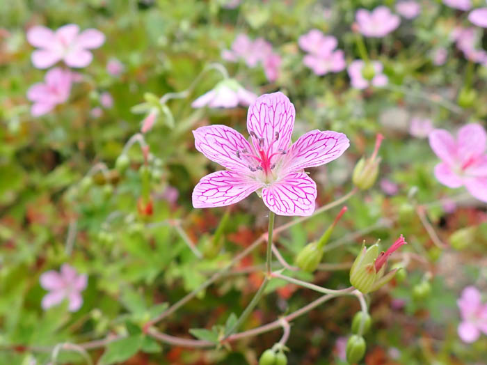 ビッチュウフウロ：白馬五竜高山植物園 