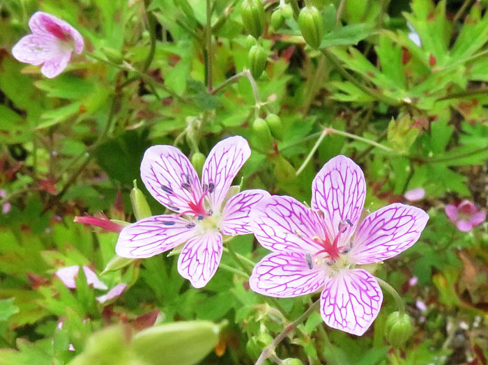 ビッチュウフウロ：白馬五竜高山植物園 
