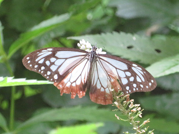 photo・アサギマダラ