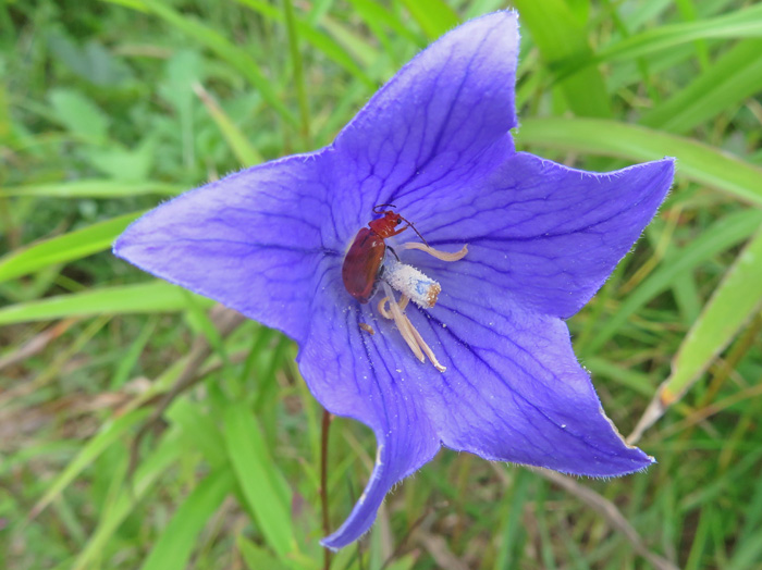 photo・キキョウに虫
