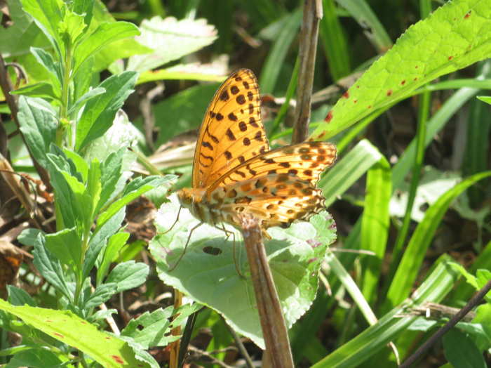 photo・ヒョウモンチョウ（一夜山山頂で）