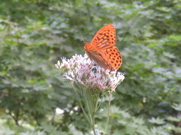 photo・ヒョウモンチョウ