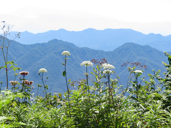 photo・山頂の花々。