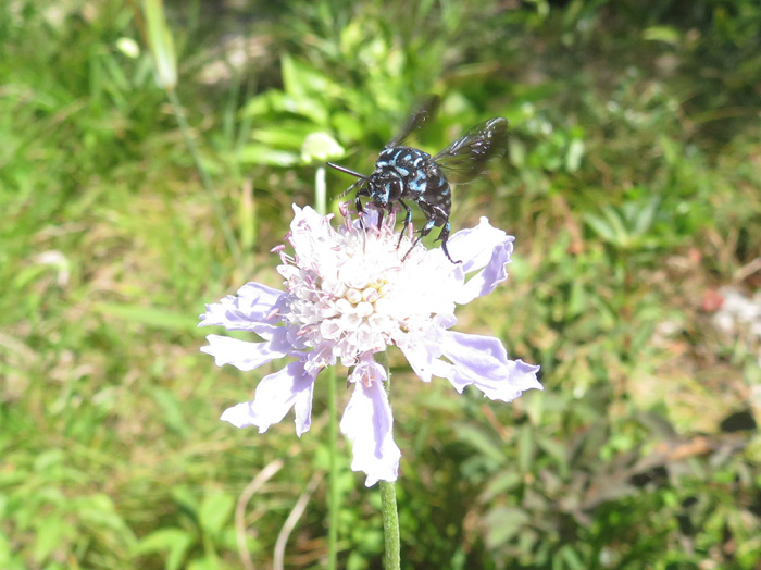 photo・ルリモンハナバチ