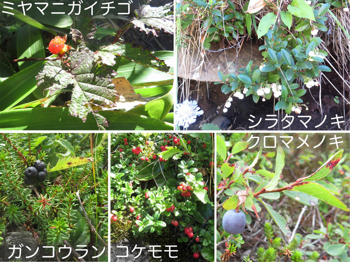 photo・ミヤマニガイチゴ,シラタマノキ,ガンコウラン,クロマメノキ