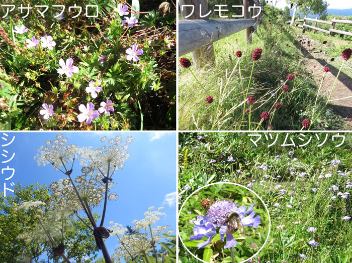 photo・アサマフウロ,ワレモコウ,シシウド,マツムシソウ