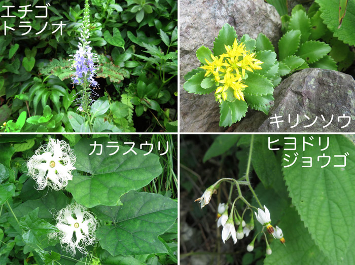photo・崖に咲いていた花々