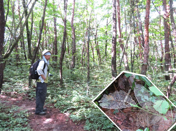 photo：森は素敵な芸術家：地附山 