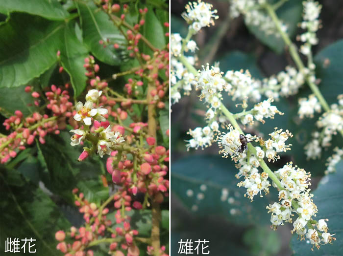 photo：ヌルデの雄花と雌花：地附山 