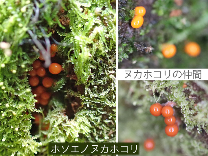 photo：ヌカホコリの仲間：地附山 