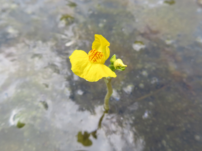 photo・イヌタヌキモ