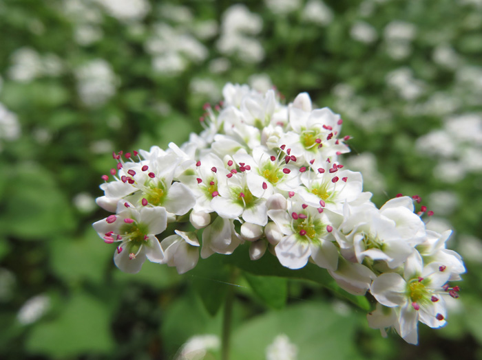 photo・蕎麦の花。