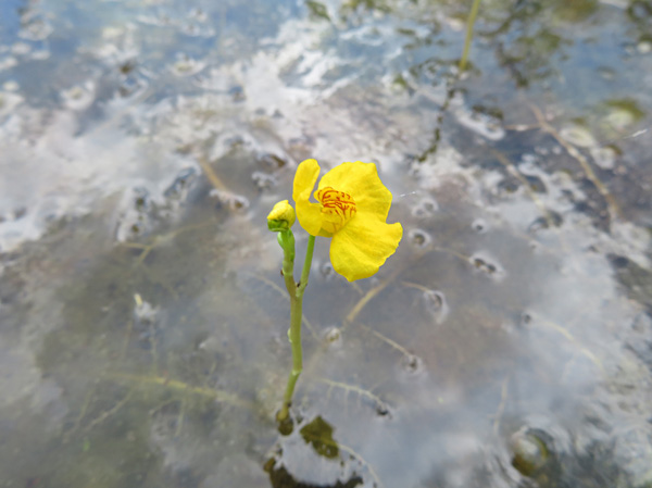 photo・イヌタヌキモ