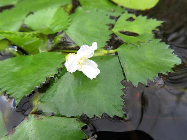 photo・ひしウォーターダイヤの花