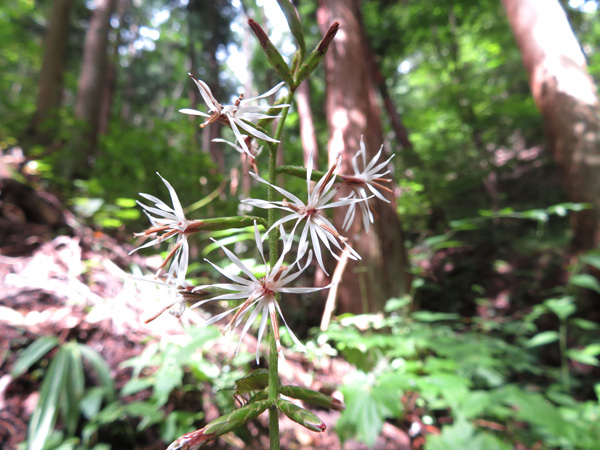 photo・オクモミジハグマ