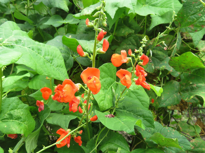 photo 花豆