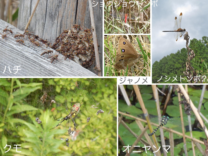 photo 自由を謳歌する昆虫たち