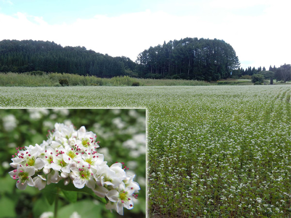 photo 蕎麦畑と蕎麦の花