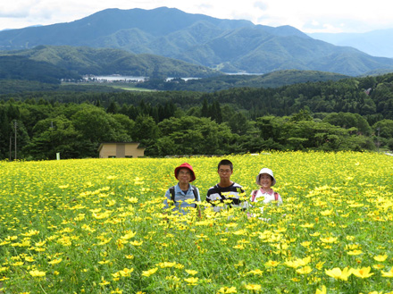 photo 一面のコスモスと