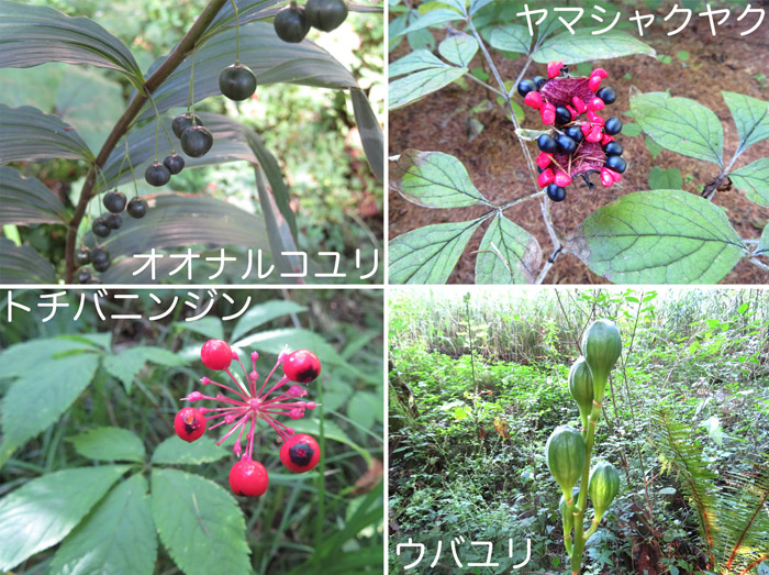 photo オオナルコユリ,ヤマシャクヤク,トチバニンジン,ウバユリの実