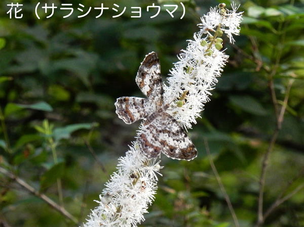 photo サラシナショウマにチャマダラエダシャク