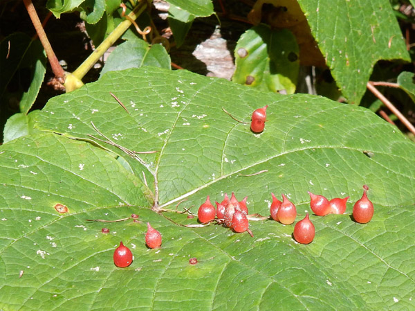 photo ヤマブドウハトックリフシ（虫瘤）