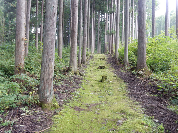 photo・苔むした参道