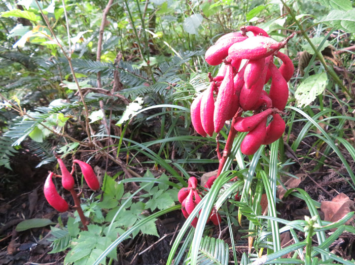 photo・ツチアケビの実