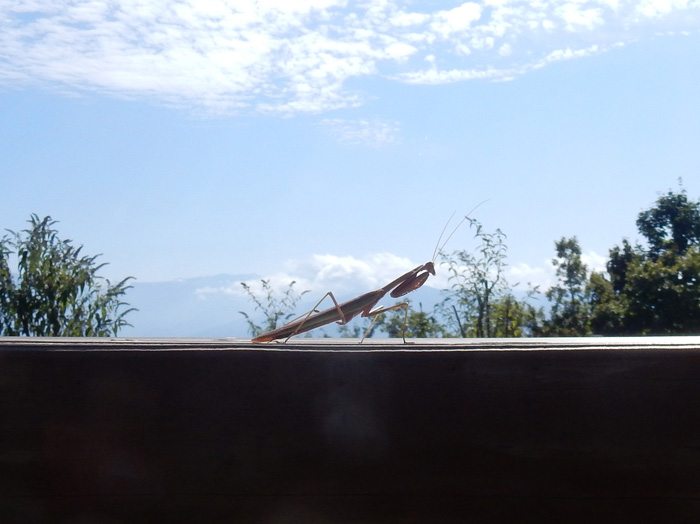 photo・カマキリ