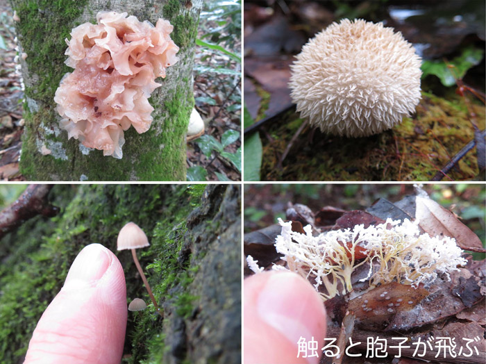 photo 様々な形のキノコ：袴岳