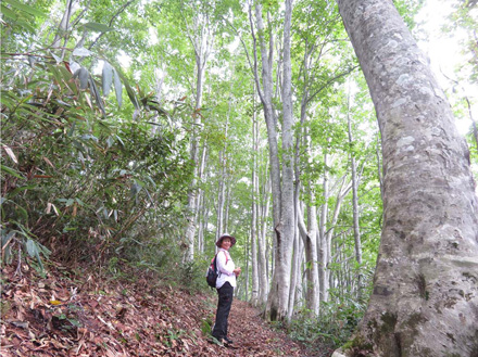 photo ブナ林を越えて袴岳山頂へ