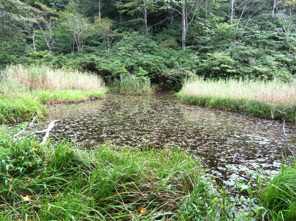 photo 静かな袴池