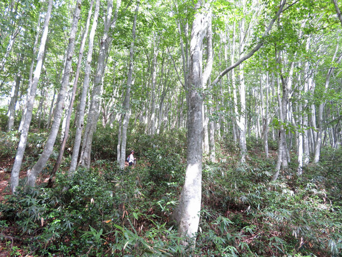 photo ブナ林を越えて袴岳山頂へ
