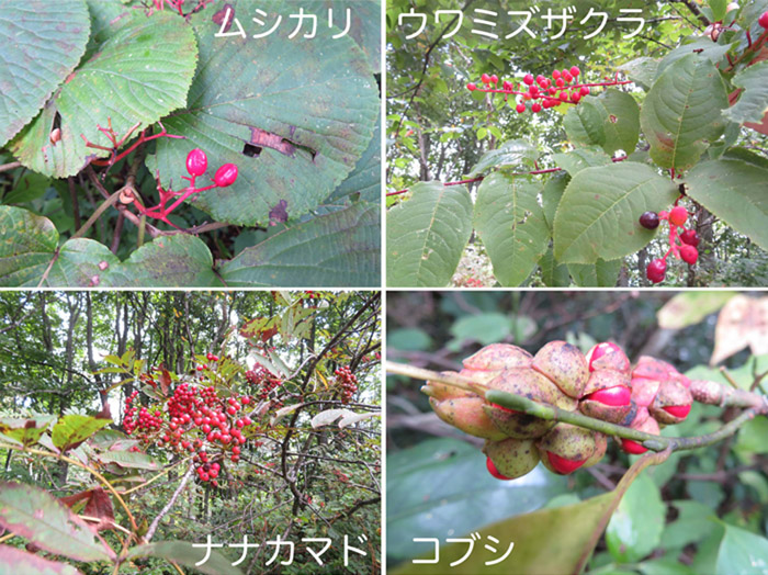 photo 木の実