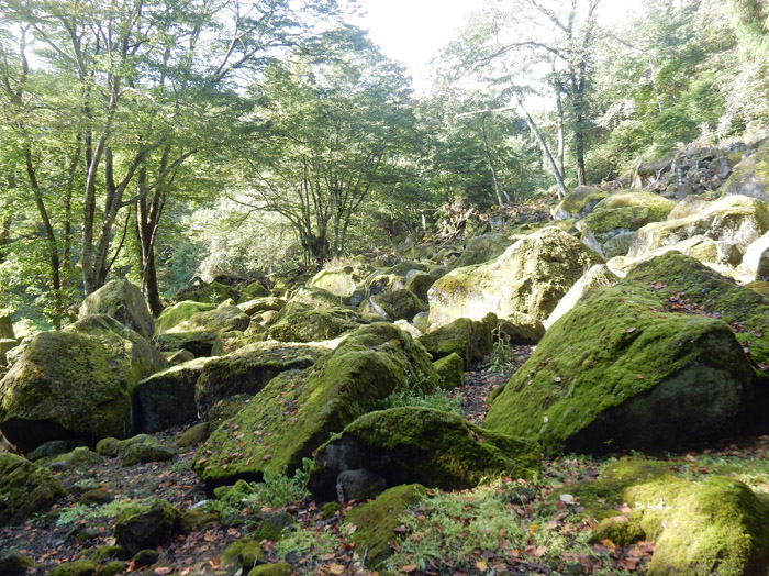 photo 苔むす巨石群