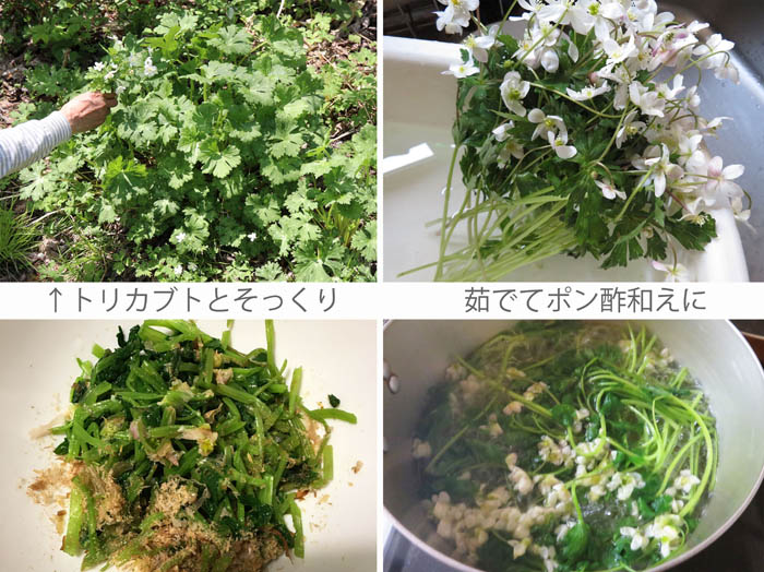 photo：ニリンソウのおひたし