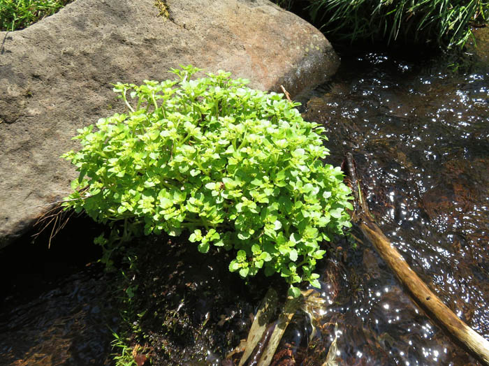 photo：水辺に咲くネコノメソウの仲間：霊仙寺跡