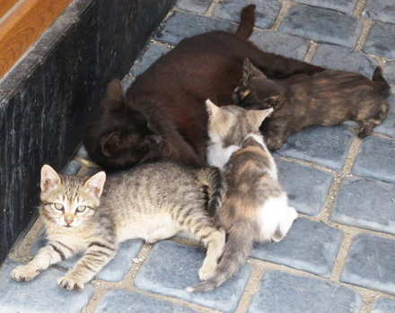 写真17・拝火教寺院の猫
