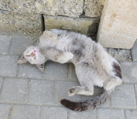 写真18・拝火教寺院の猫