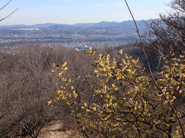 蝋梅の花：鐘撞堂山