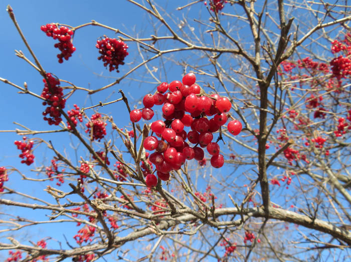 photo：カンボクの実：茶臼山