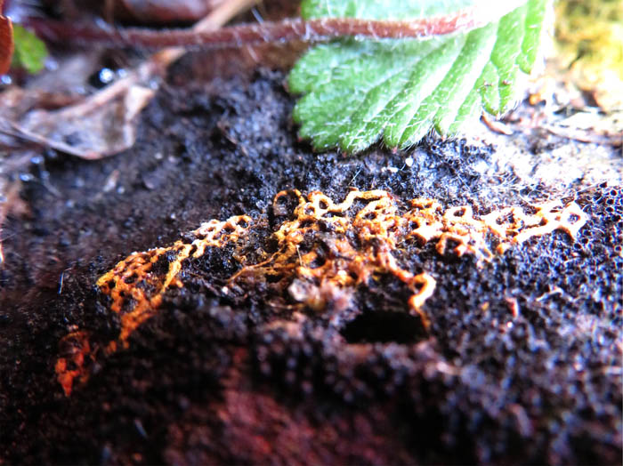 photo：ヘビヌカホコリ：茶臼山