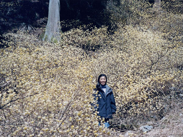 photo：どこまでもミツマタの花：石棚山