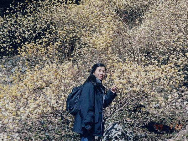 photo：ミツマタの大群落：石棚山