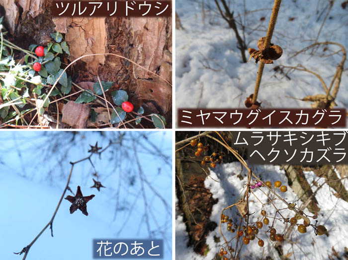 photo：面白い形・ツルアリドウシ,ミヤマウグイスカグラ,ムラサキシキブ,ヘクソカズラ：地附山