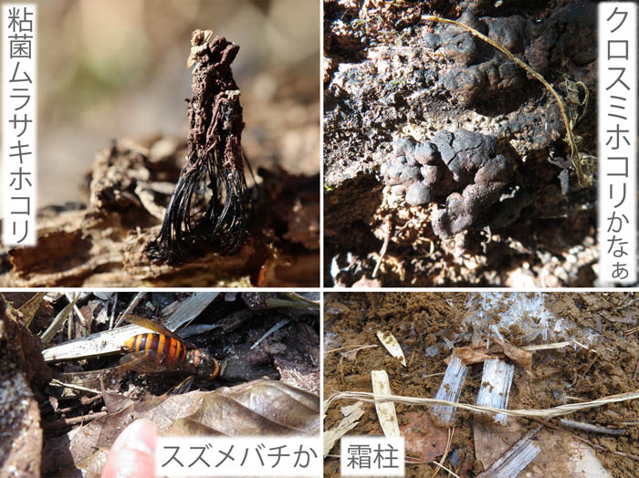 photo：ムウラサキホコリ,クロスミホコリ？,スズメバチ？,霜