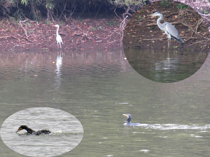 photo：山田大沼でアオサギとカワウ：武蔵丘陵森林公園