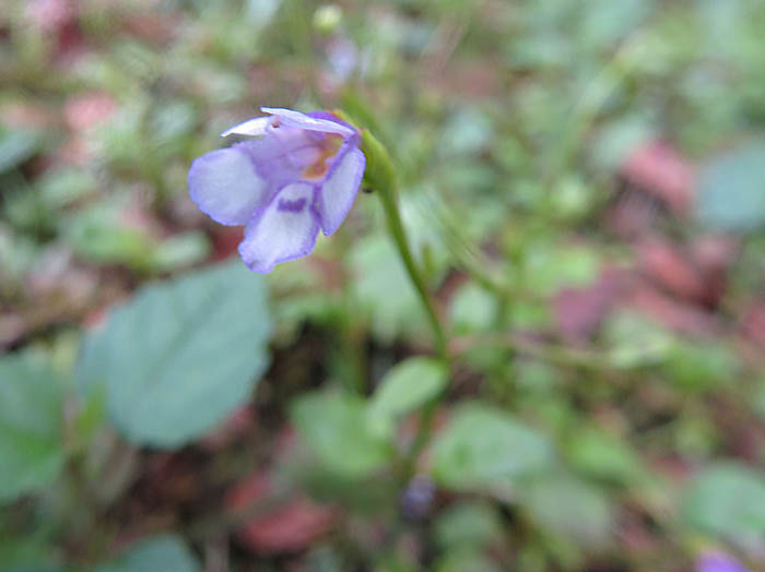 photo：アゼナ？：武蔵丘陵森林公園