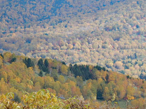 photo・岩菅山山麓の紅葉