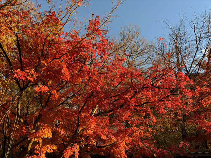 地附山のカエデ